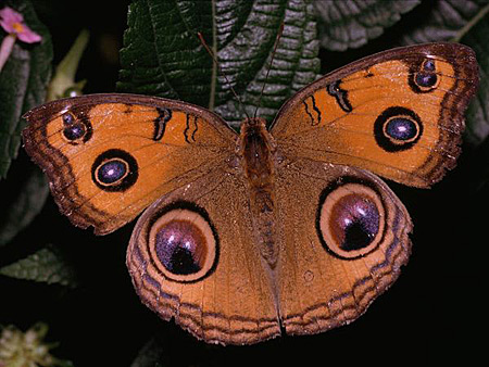 Le farfalle più belle e strane