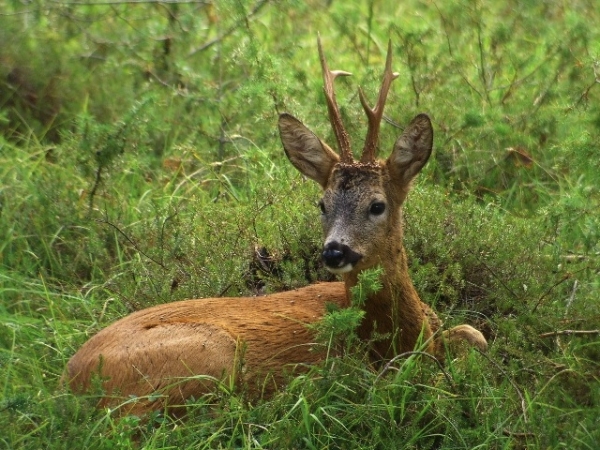 Gli animali selvatici del Varesotto