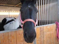 cavallo foto