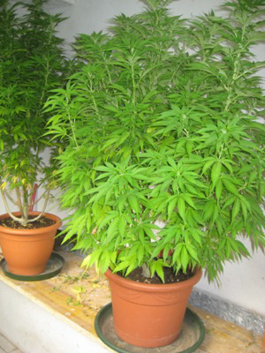 marijuana 