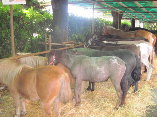 Mostra zootecnica a Tradate
