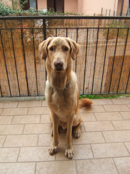 Lapo cane abbandonato in cerca di un padrone