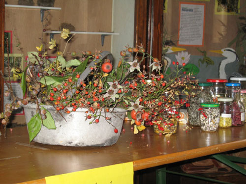 Bacche e fiori con la Lipu