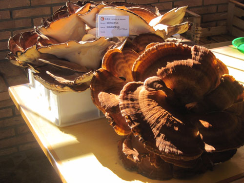 Festa del fungo a Venegono Superiore