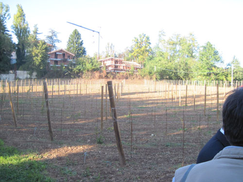 Il terreno su cui si estende la vigna
