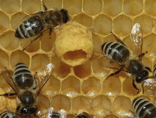 contrabbando di api