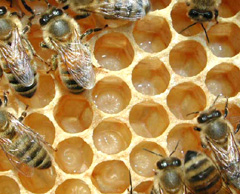 invasioni di api