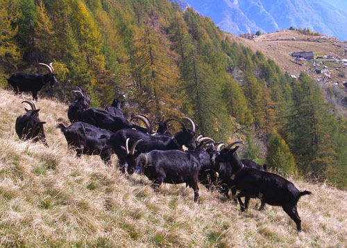 Nera di Verzasca