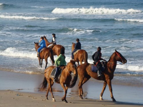 uruguay, cavallo, turismo 