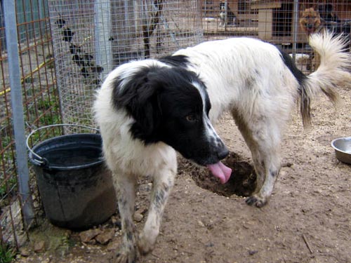 I meticci terremotati trovano casa a Gallarate