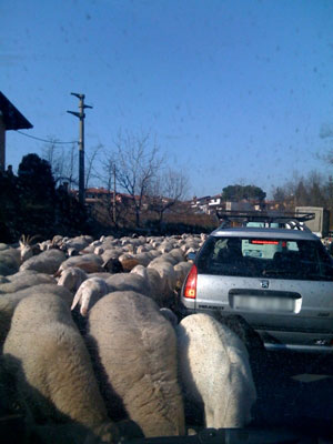 Pecore sulla strada a Jerago con Orago