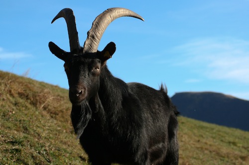 nera verzasca