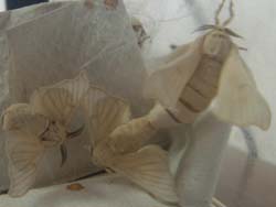 Dalle uova alle farfalle all'Itc Itpa Gadda Rosselli