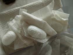 I bachi da seta all'Itpa Itc Gadda Rosselli