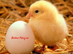 pasqua