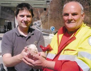 cani randagi salvati dalla spab