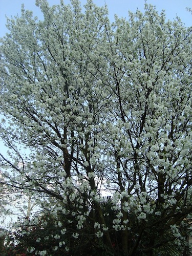 fiori sul vergante