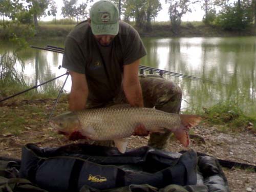 Una carpa pescata e immortalata prima di essere rigettata in acqua