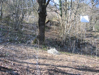 cavalli del bisbino