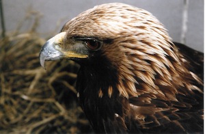 aquila reale spab bellinzona