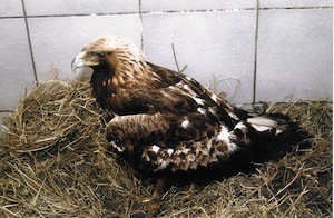 aquila reale valle maggia