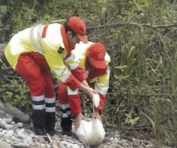 liberazione cigno guarito
