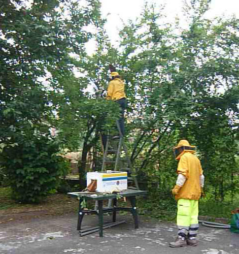 15mila api a Saronno