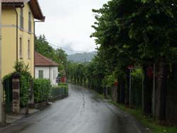 I tigli che dovrebbero essere abbattuti