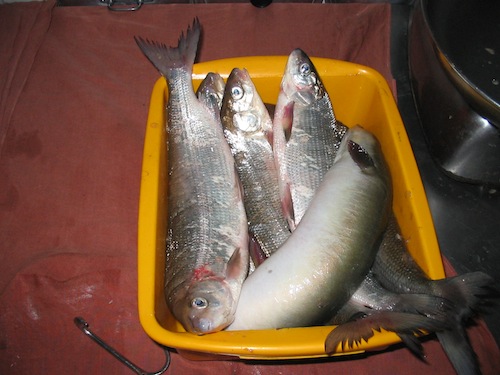 pesci lago