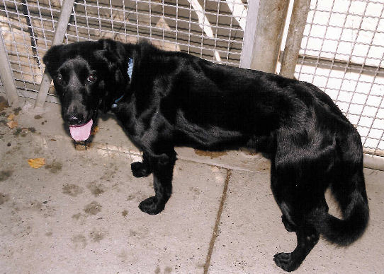 tek cane abbandonato