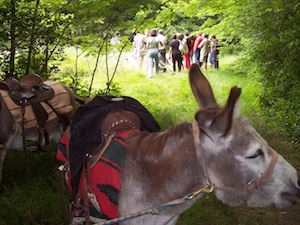 trekking asino di la valigia della mente