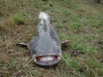 pesce siluro 