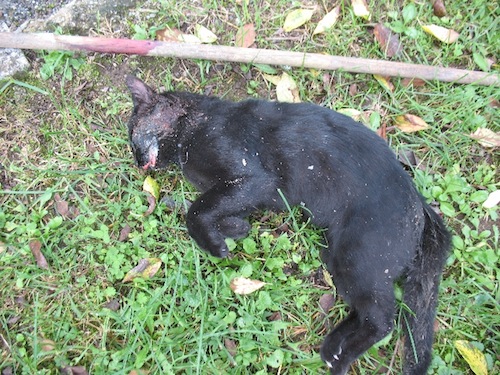 Gatto trovato dall'Enpa Saronno