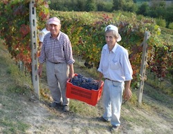 adotta una vigna, ecco la vendemmia