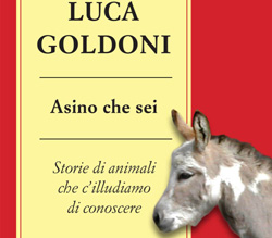 luca goldoni asino che sei