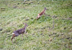capriolo foto