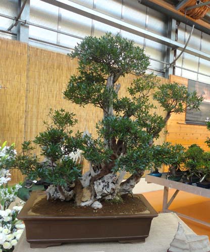 Antichi bonsai in mostra da Nicora Garden a Varese