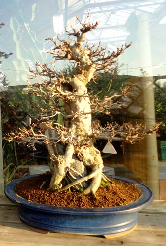 Antichi bonsai in mostra da Nicora Garden a Varese