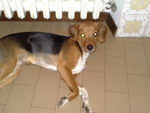 beagle smarrito azzate