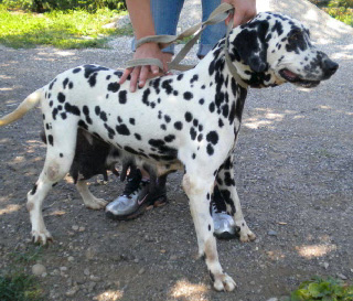 Carmen, uno dei cani di cui si occupa l'Enpa di Varese