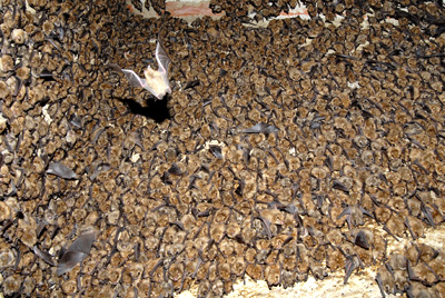 bereguardo pipistrello