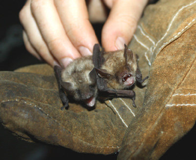 bereguardo pipistrello