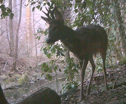 corridoi ecologici varese
