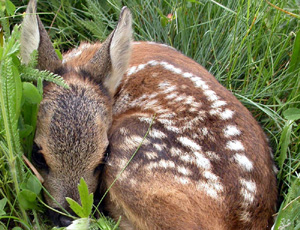 capriolo