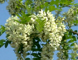 fiore acacia