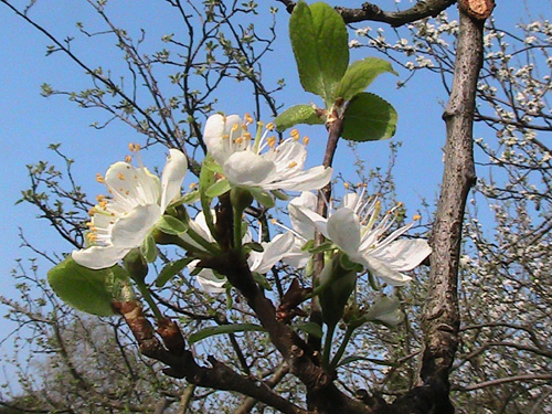 fiori primavera 