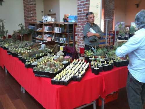 Cactus e stelle alla Bilbioteca Frera di Tradate (Varese)
