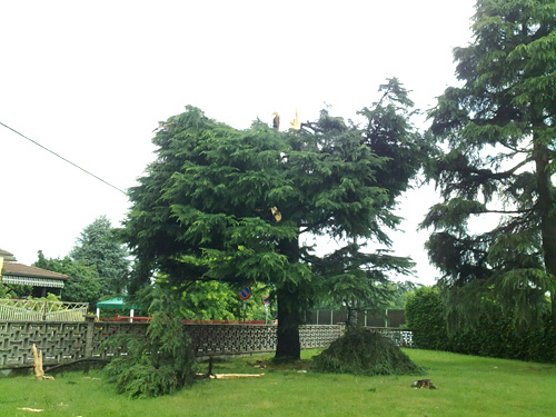 fulmine albero olgiate