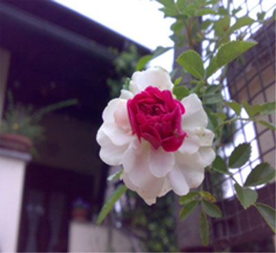 rosa laveno mombello