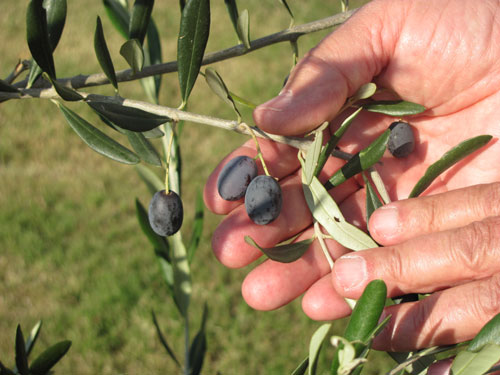 santimerio olive